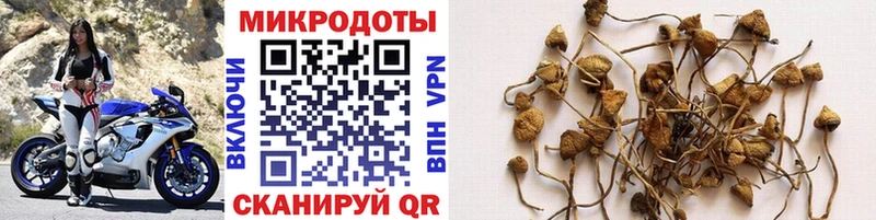 Купить  Иннополис  Галлюциногенные грибы Psilocybe 